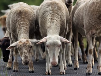 Kudde schapen 