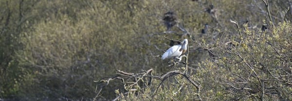 Lepelaar bij de Westerplas