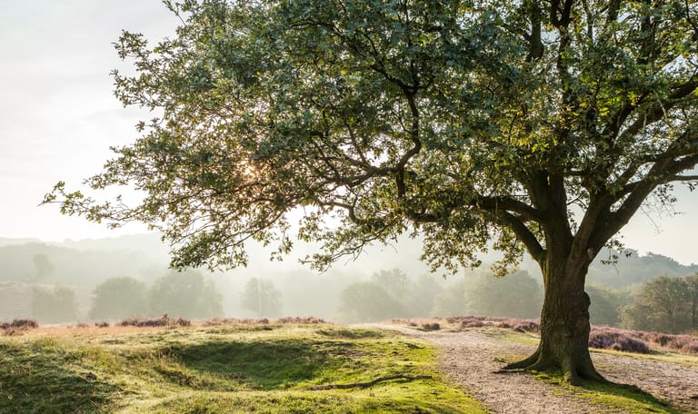 Mookerheide