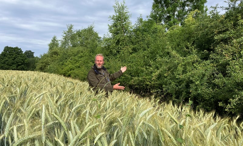 Boswachter Guus Ebenau in graanakker bij houtwal