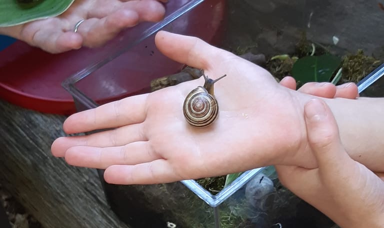 Kinderen bekijken slakken