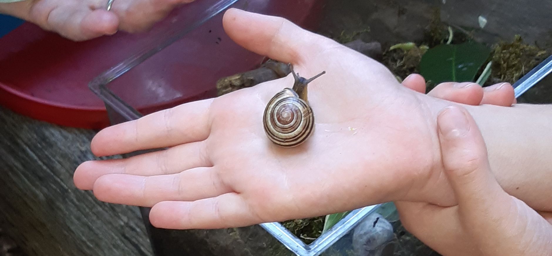 Kinderen bekijken slakken Kinderen bekijken slakken