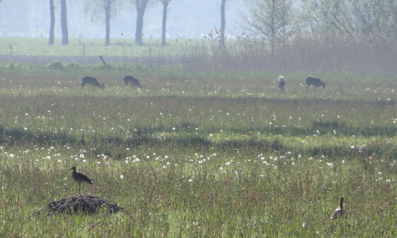 Moergestels Broek in de ochtend met voor een grutto en op achtergrond reeën.