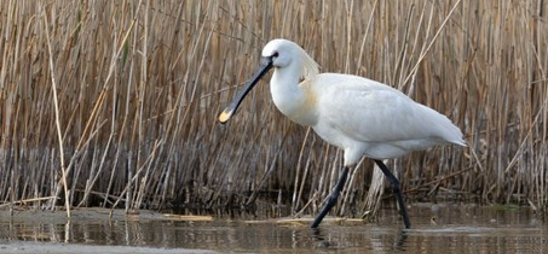 Voedselzoekende lepelaar op Griend