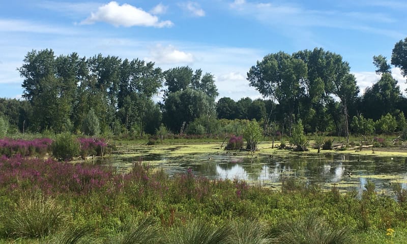 Broekpolder Rotterdams ommelandpad