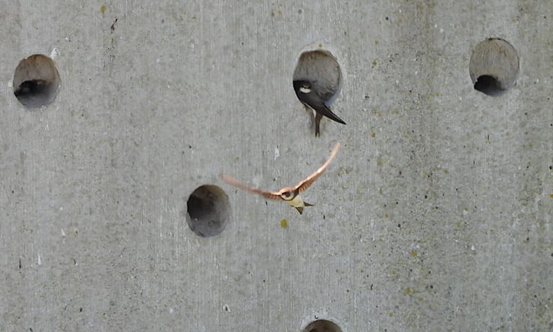 Oeverzwaluwwand Skrok