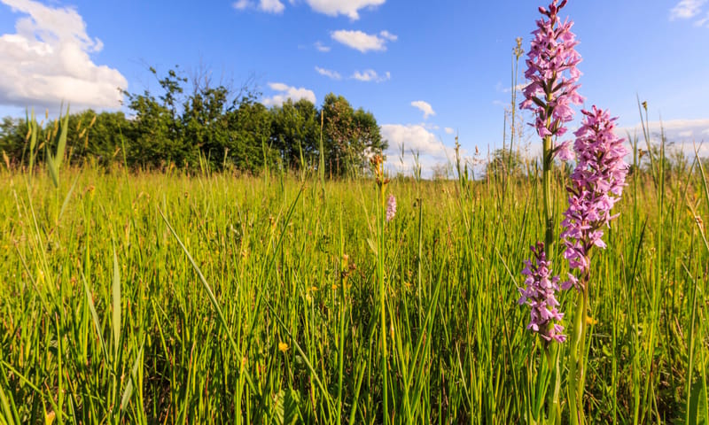 Herinrichting voormalige landbouwgronden