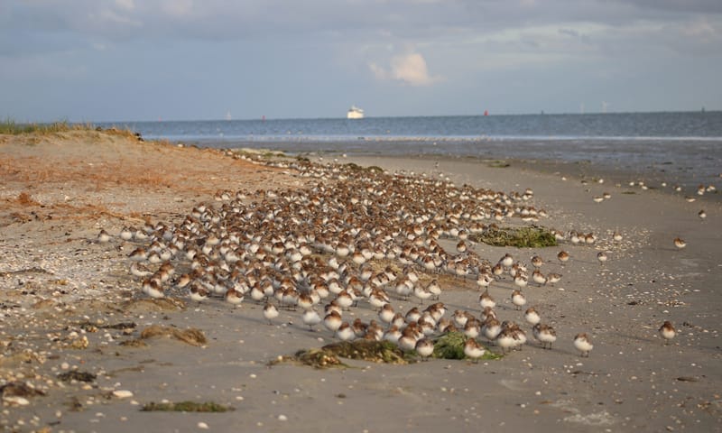 Drieteenstrandlopers maken een tussenstop