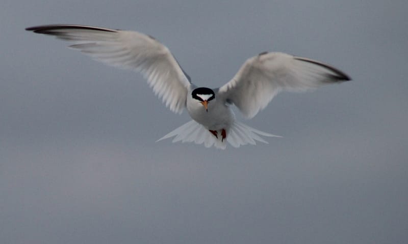 Vliegende dwergstern