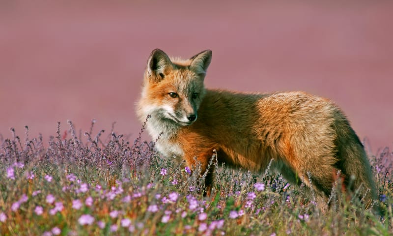 de mooiste routes langs de bloeiende heide
