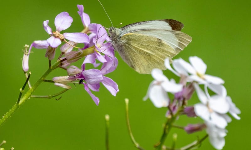 Groot koolwitje op Buitenplaats De Tempel