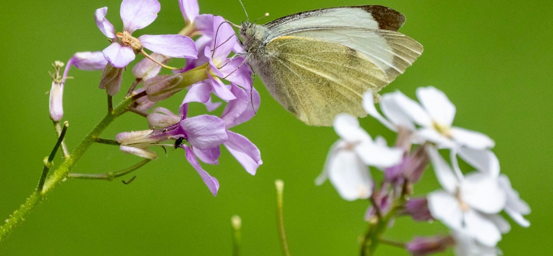Groot koolwitje op Buitenplaats De Tempel