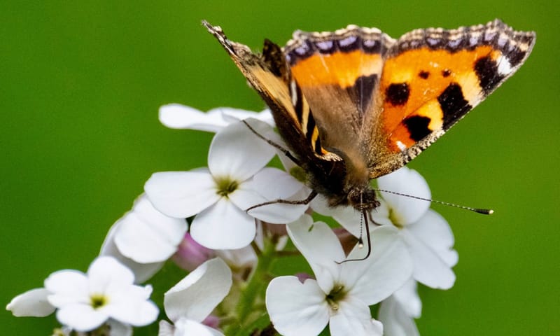Kleine vos op Buitenplaats De Tempel