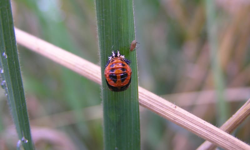 Pop van een lieveheersbeestje