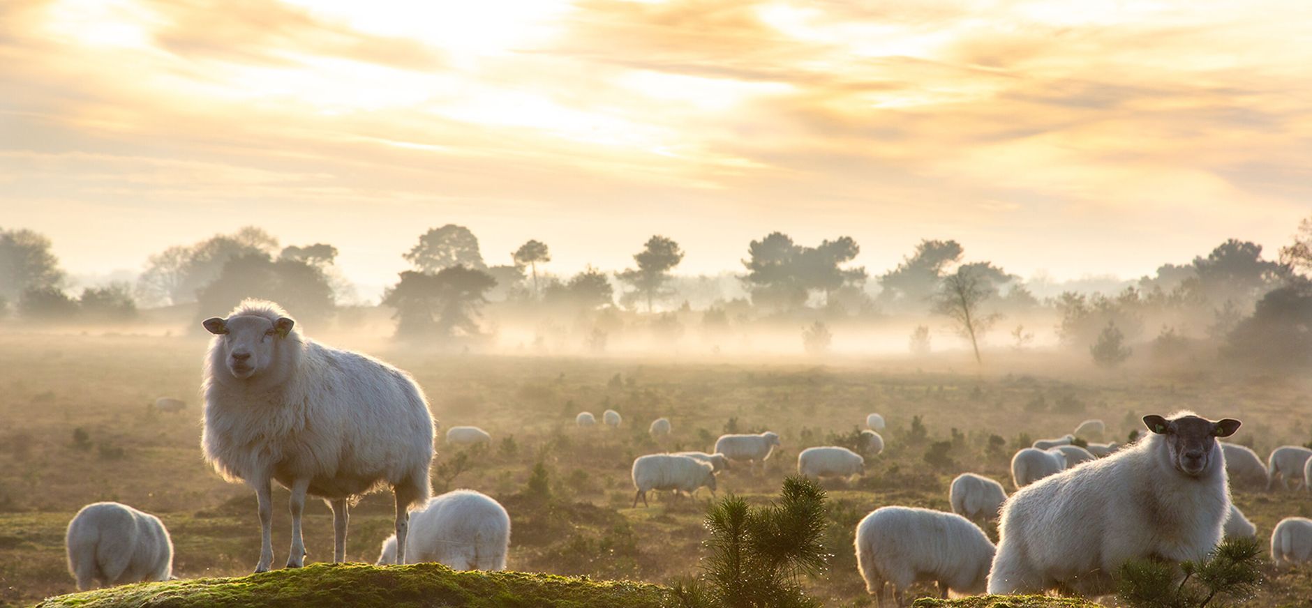 Schapen in een natuurgebied in het ochtendgloren