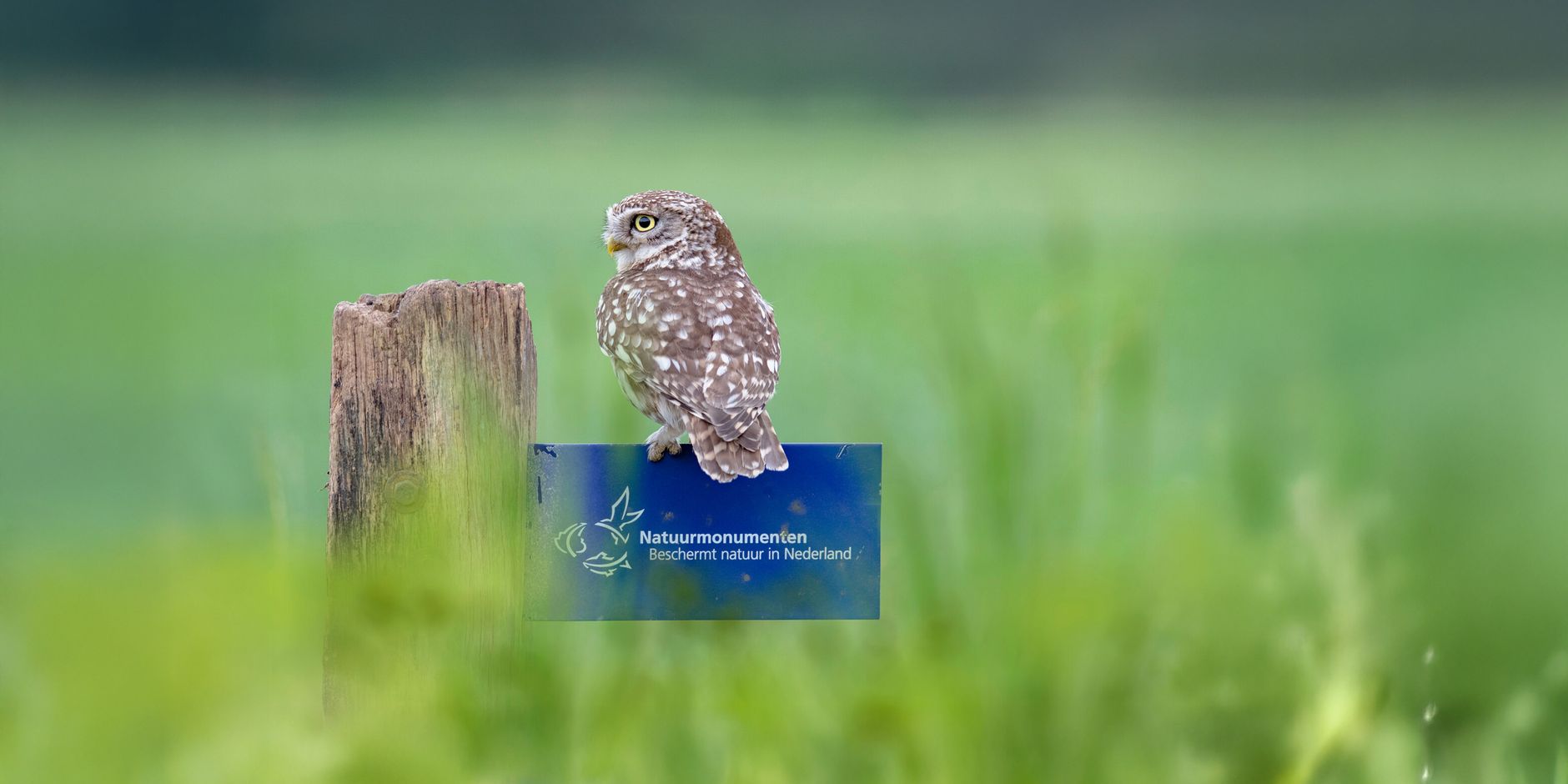 word lid natuurbelever