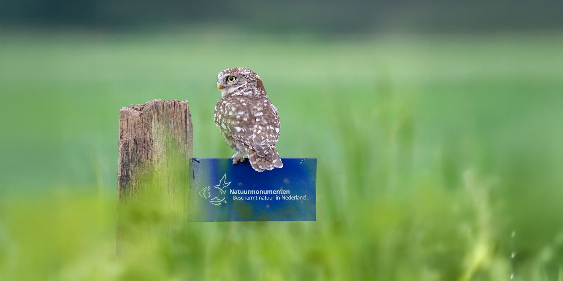 word lid natuurbelever