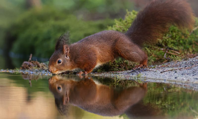 Eekhoorn die aan het drinken is waarbij je ook het spiegelbeeld van de eekhoorn ziet
