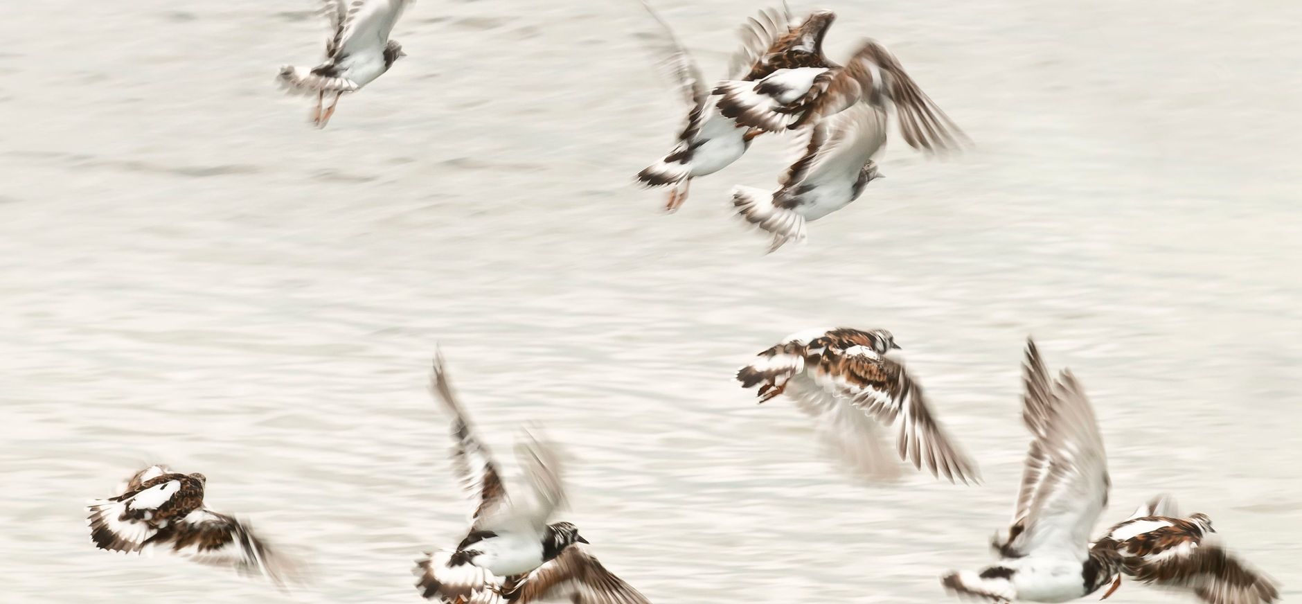 steenlopers op het wad Steenlopers op het wad