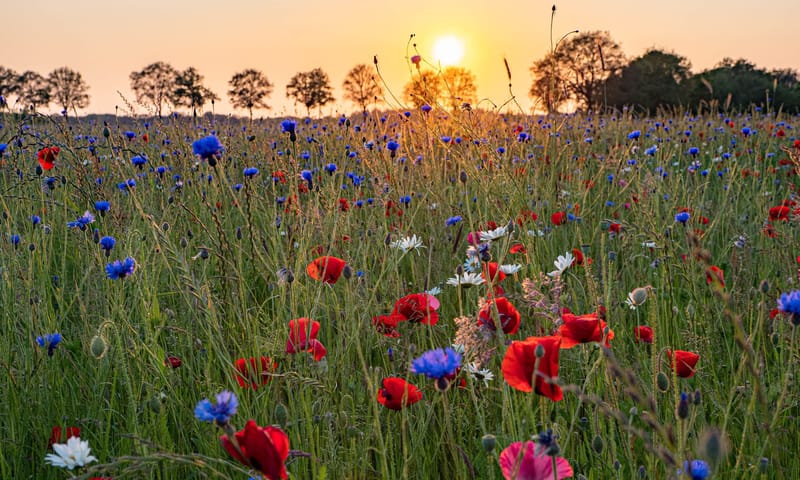 Veld vol grassen, klaprozen, margrieten en korenbloemen