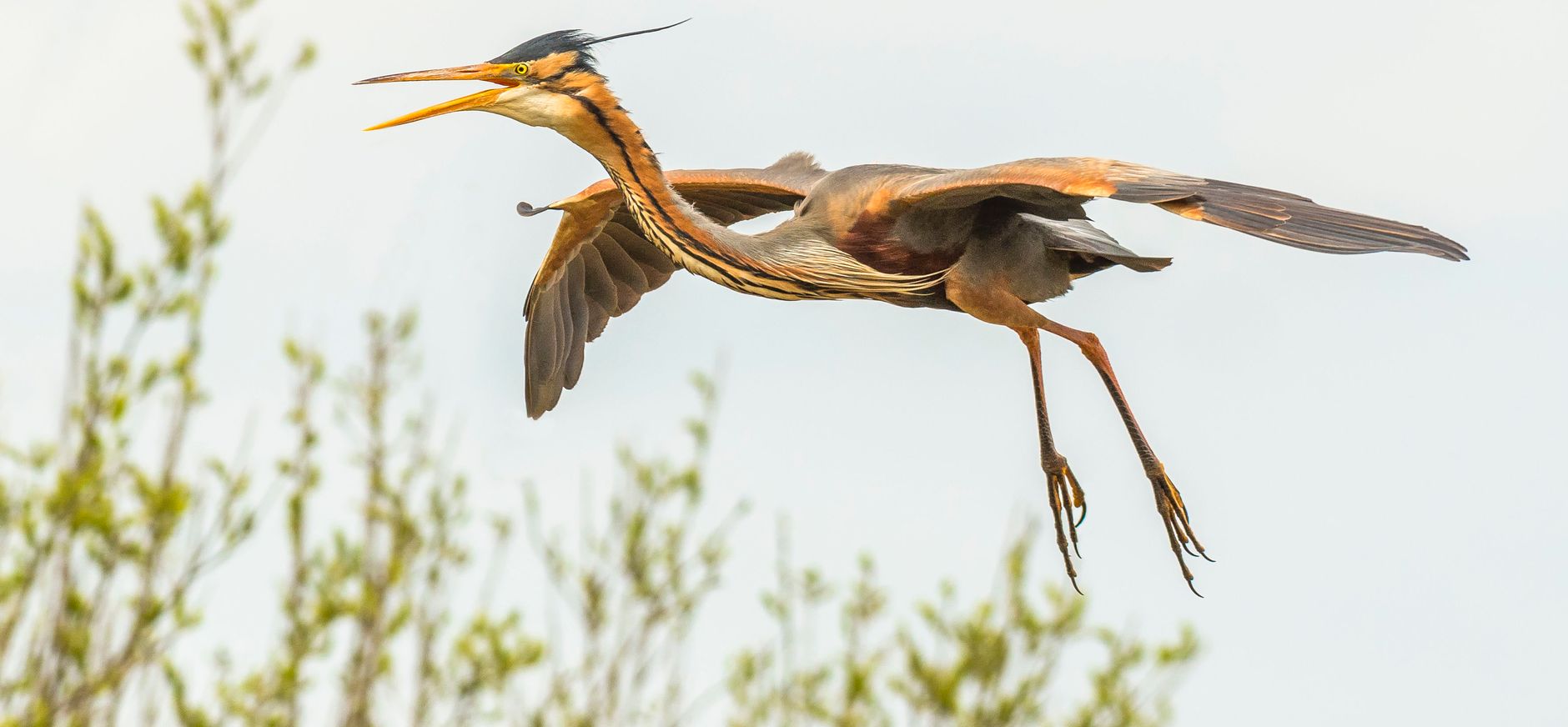 Purperreiger