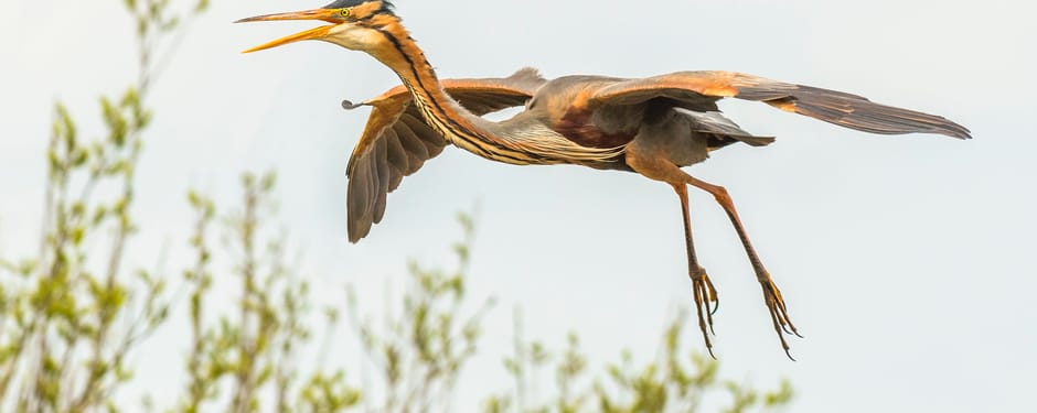 Purperreiger Purperreiger