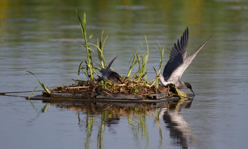 Kunstmatige nestvlotjes voor de zwarte stern