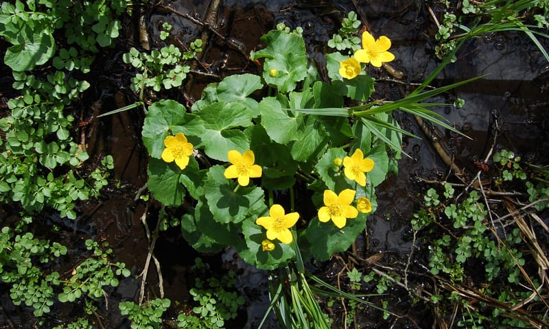 Dotterbloemen Dotterbloemen in het Geuldal