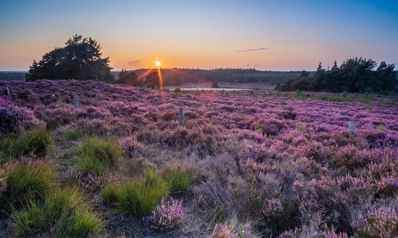 Sallandse Heuvelrug paarse heide