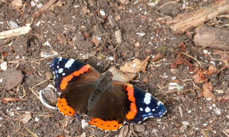 Atalanta op Buitenplaats De Tempel