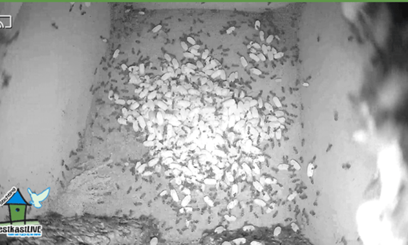 Nestkast oeverzwaluwwand Skrok