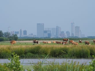 Platteland met op de achtergrond de skyline van Rotterdam