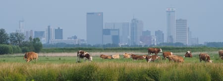 Platteland met op de achtergrond de skyline van Rotterdam