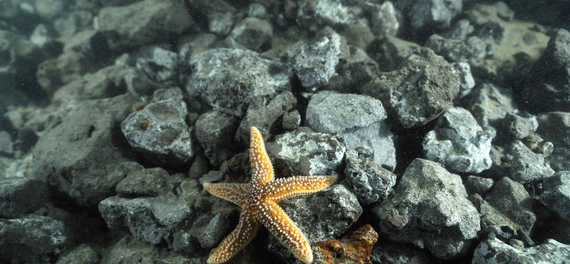 Zeester op staalslakken