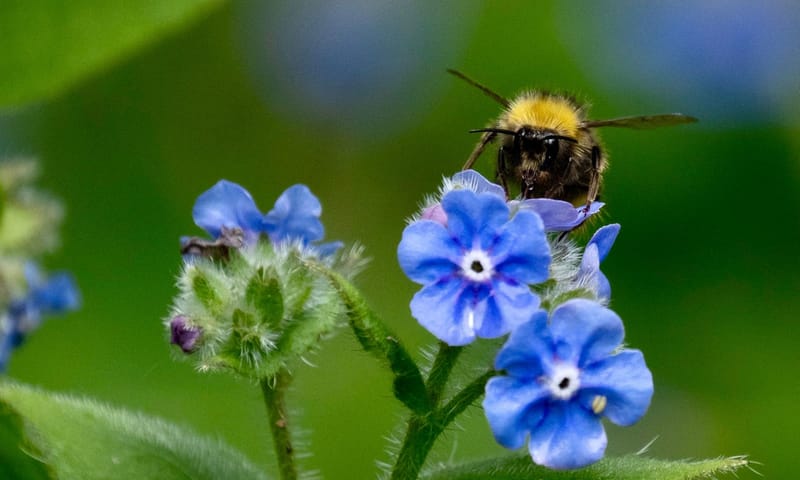 Vlinders en hommels op Buitenplaats De Tempel