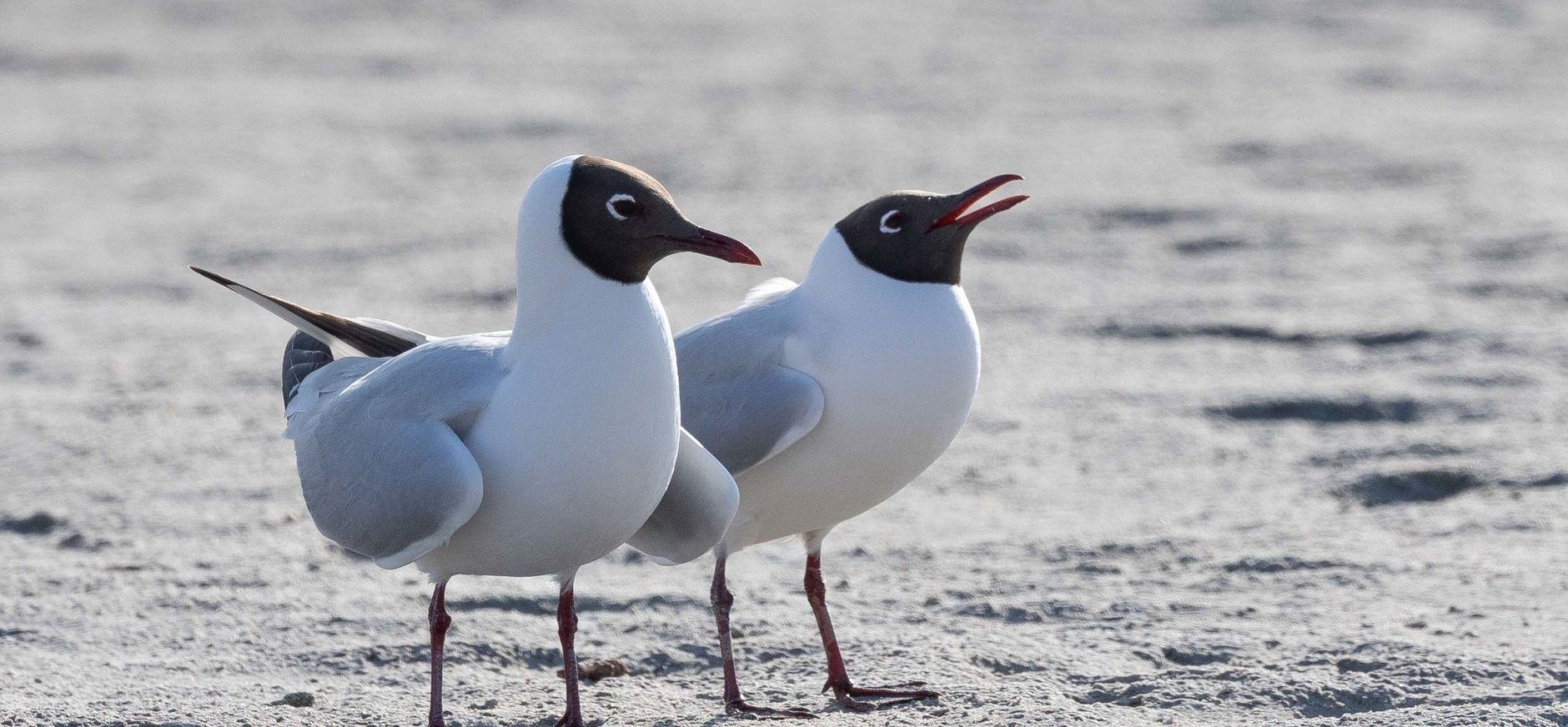 Baltsende kokmeeuwen op het strand 