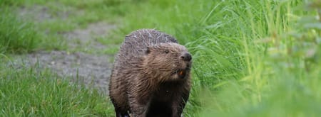 Bever op Tiengemeten
