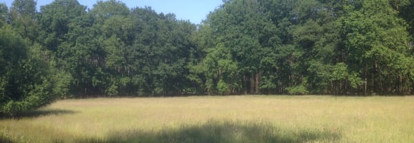 Hooilandje tuin familie Ledeboer
