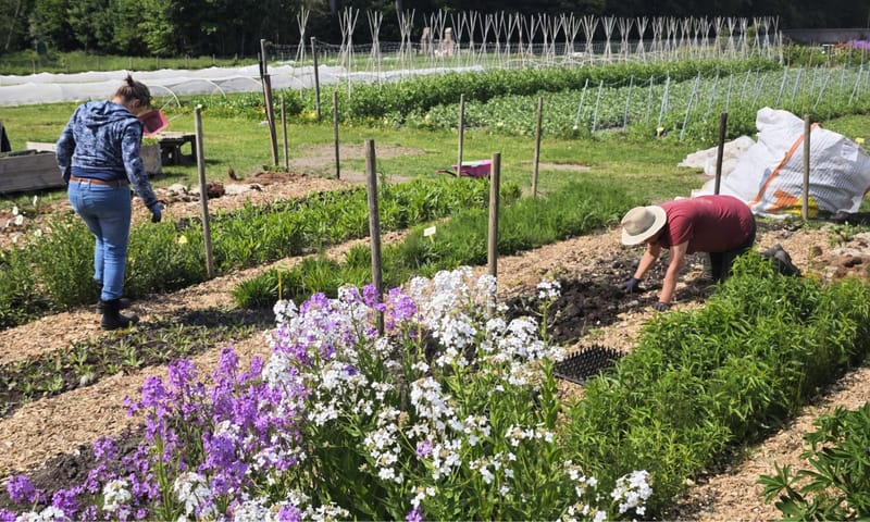 Tuiniers in Moestuin de Haar