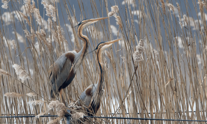 Purperreigers in het naardermeer Purperreigers in het riet in het naardermeer