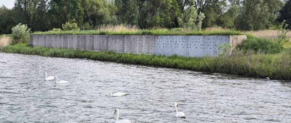 Oeverzwaluwwand Haarrijnse plas