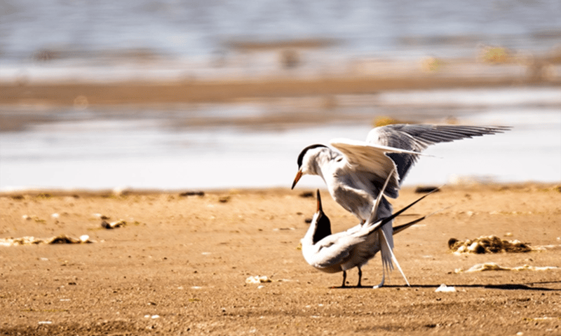 Parende visdieven op het strand van Griend