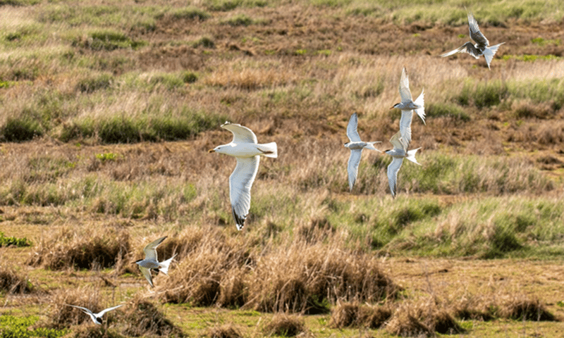 Visdieven verweren zich tegen een roofmeeuw