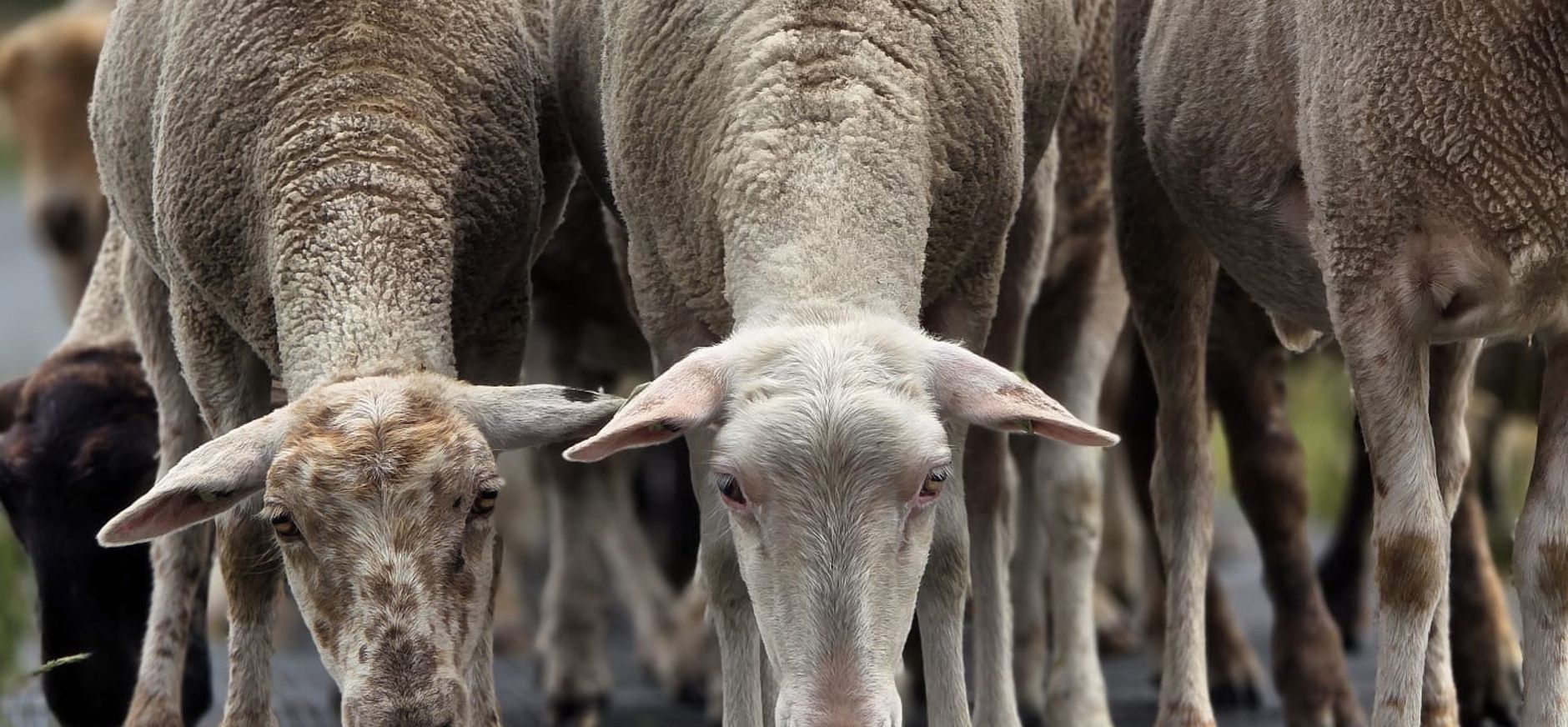 Kudde schapen 