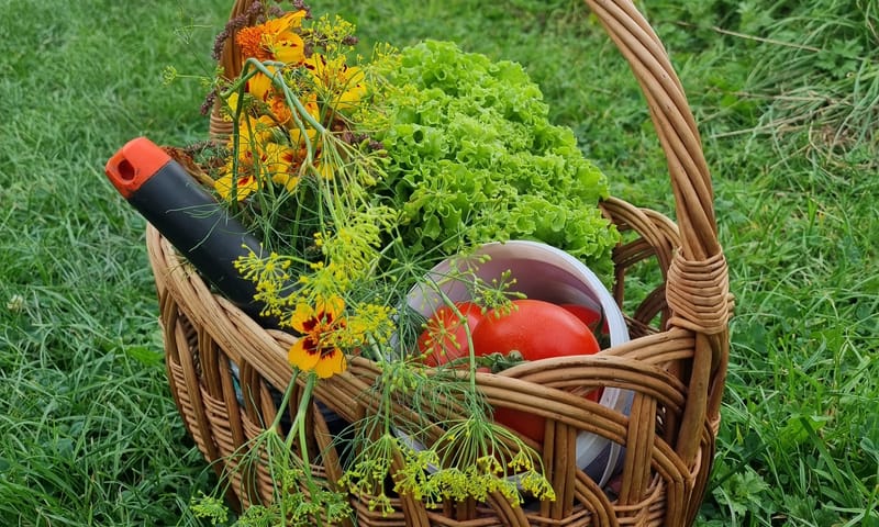 Moestuin de Haar