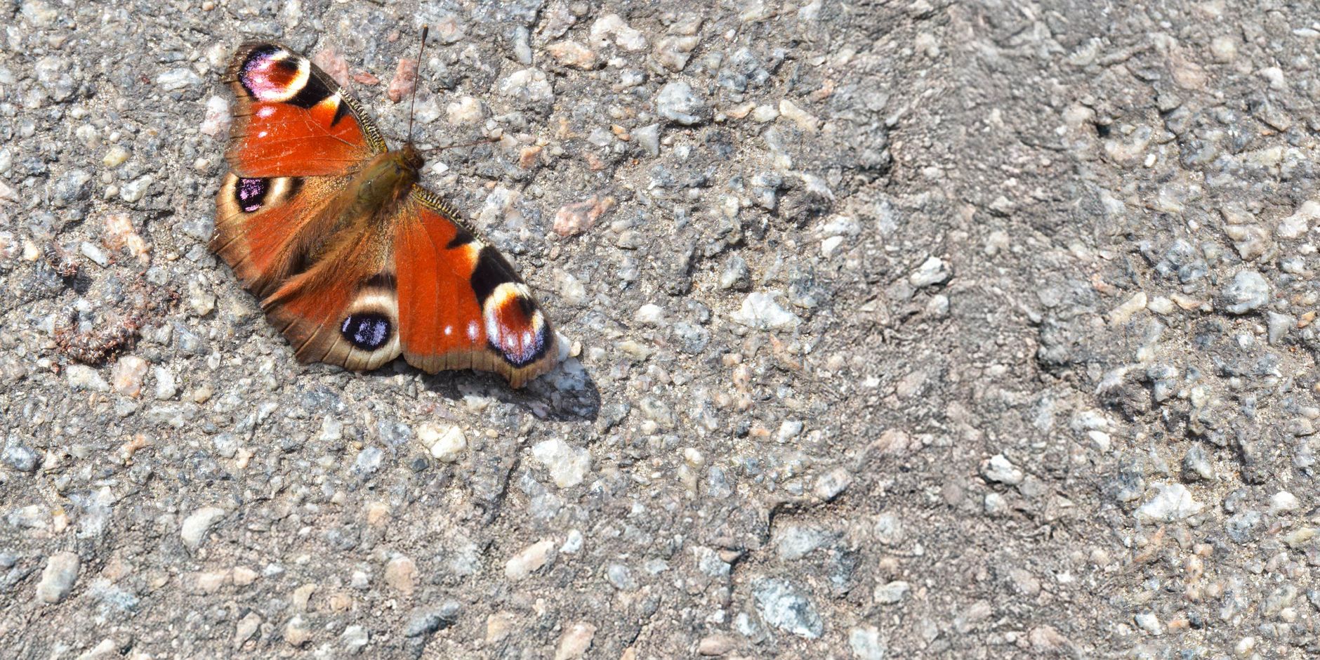 Header bloemzaadjes - dagpauwoog
