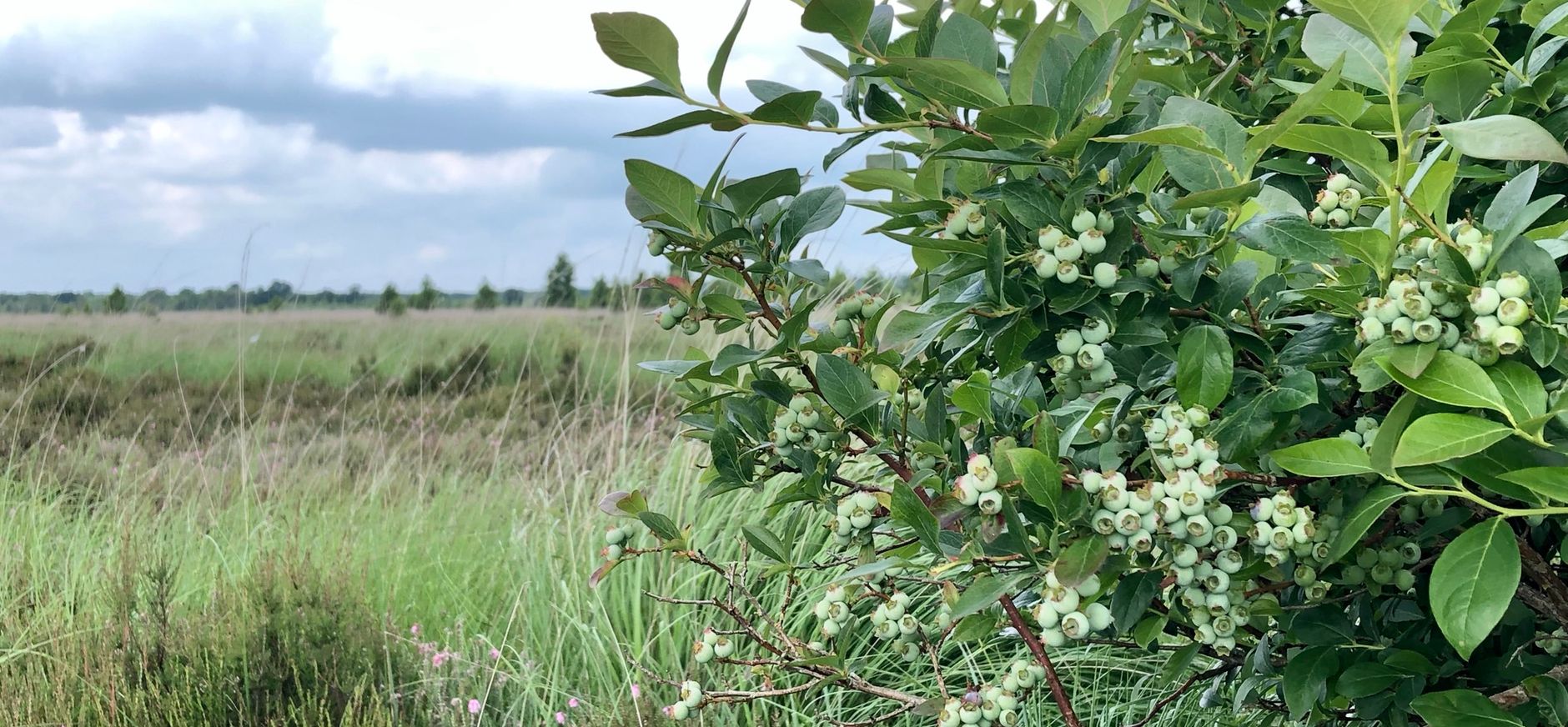 Trosbosbes in het Fochteloërveen