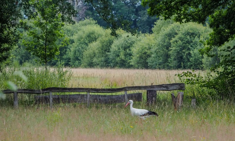 Ooievaar in Roderveld Ooievaar in Roderveld