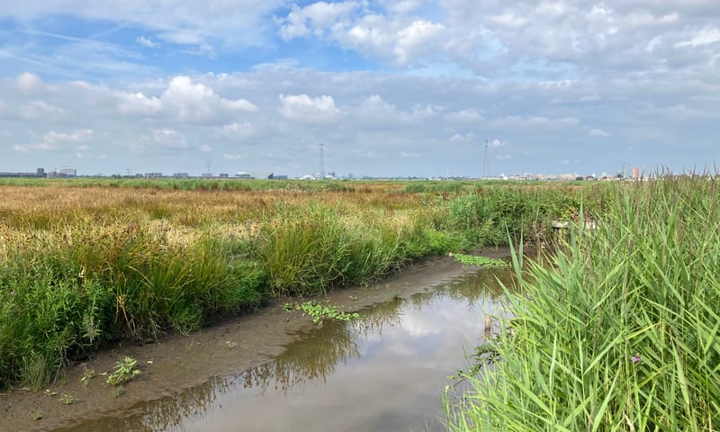waternavel in een sloot in polder IJdoorn