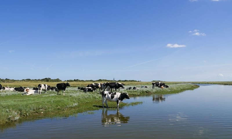 Melkkoeien op de kwelder